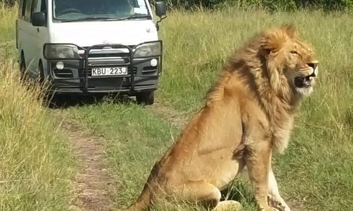 3 days Masai Mara wildebeest Migration Budget Safari