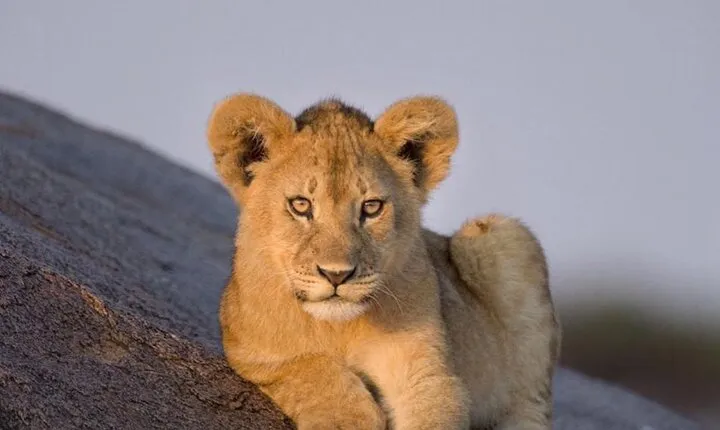 3-Day Private Ngorongoro Crater and Serengeti Park Tour