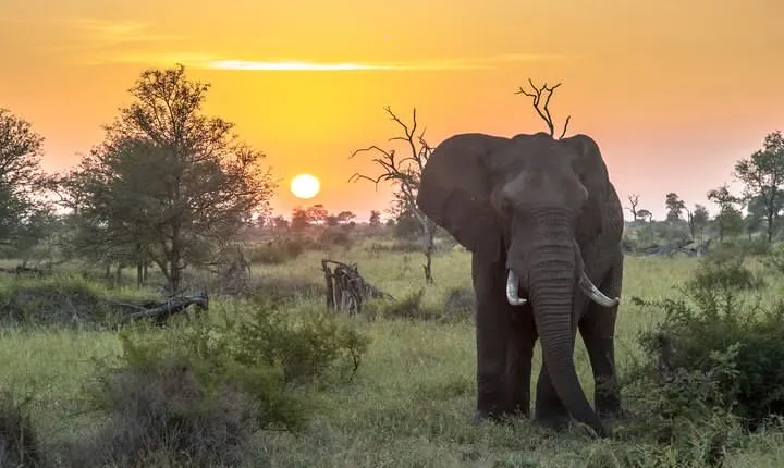 6 Days Safari Tour Tanzania with Serengeti