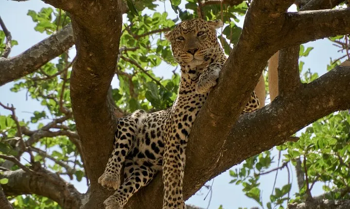 8-Day Essence of Tanzania Safari - Luxury