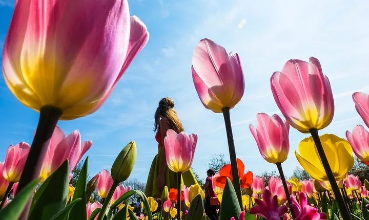 From Amsterdam: Keukenhof Tour + Tulip Picking
