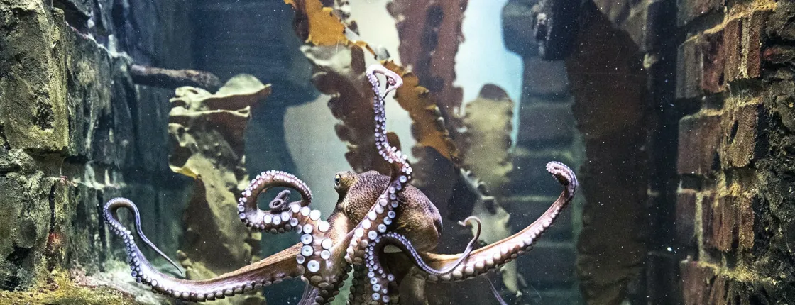 SEA LIFE Königswinter tickets