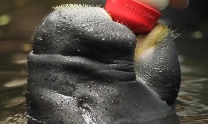 Amazon Rescue Center - Manatees Conservation Center Admission Ticket