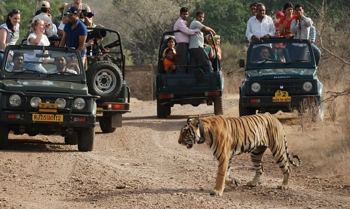 8 Day Golden Triangle Tour with Ranthambore {Taj , Tigers & More}