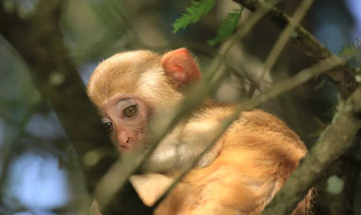 Silver Springs Manatee Kayak Tour