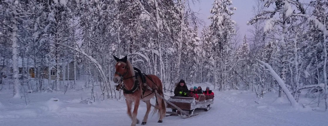 Levi horse sleigh ride at twilight