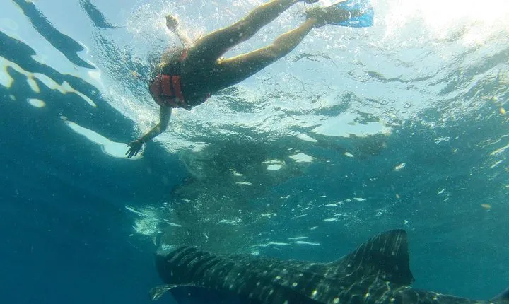 Whale Shark Tour from Holbox Island