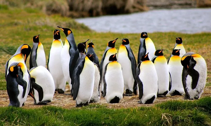King Penguin Nature Reserve - Tierra del Fuego Island