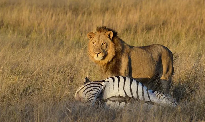 3 Days Budget Safari in Hwange National Park from Victoria Falls