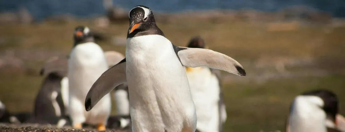 Walk with Penguins in Ushuaia