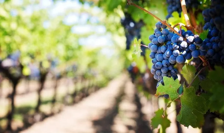 Pompeii Private Half Day with Hotel Pickup & Lunch at Winefarm