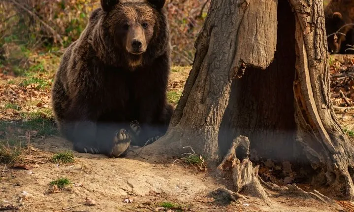 Legends&Wildlife Awaits: Dracula's Castle & Bear Sanctuary