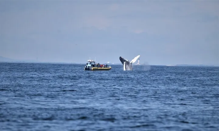 Maine Whale Watching Tour in Portland