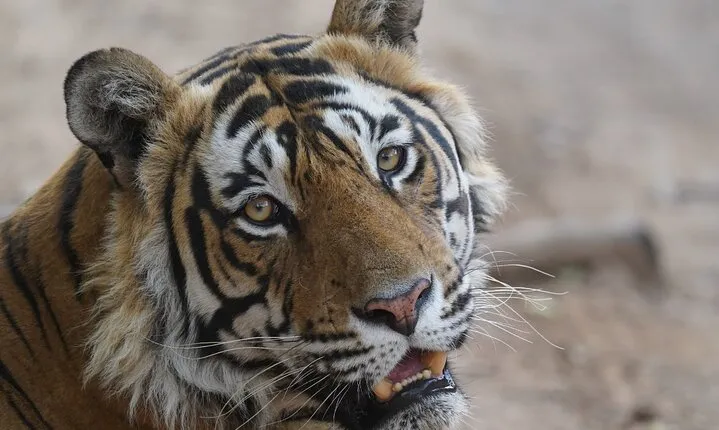 Golden Triangle Tour with Ranthambore Tiger Safari 4 Days by Car
