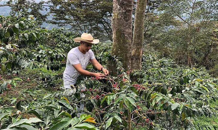 Coffee Farm and Salento Walking Tour