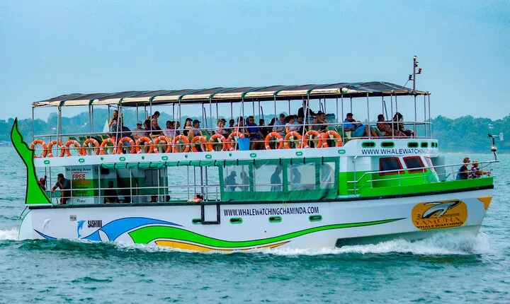 Whales and Dolphins Watching-Luxury Super Grade Cruiser(Hotel Pick up offered)
