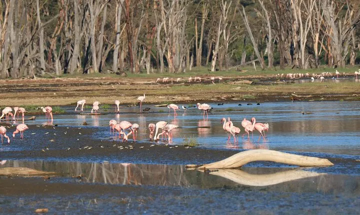 2 Days Safari to Tarangire & Lake Manyara