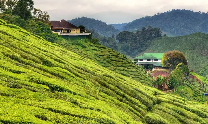 Kuala Lumpur City Hotels to Cameron Highlands 1-way Transfer