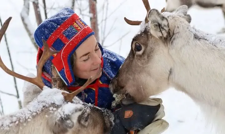 Full-Day Reindeer Tour with Pickup in Kiruna
