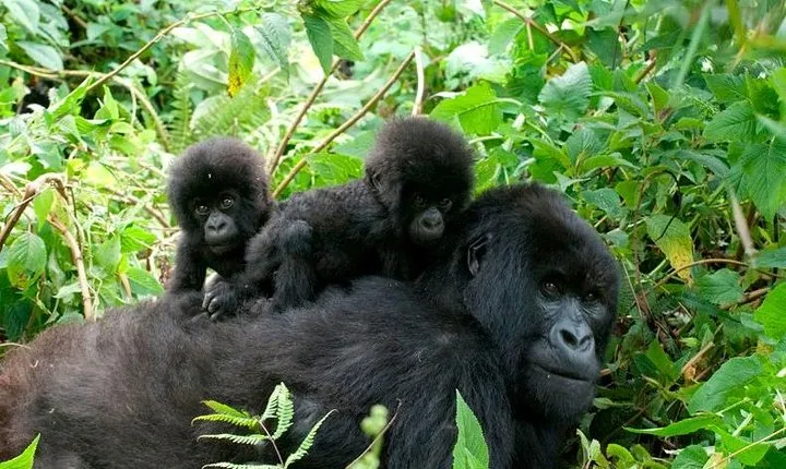 3 Days Bwindi Gorilla Trekking tour