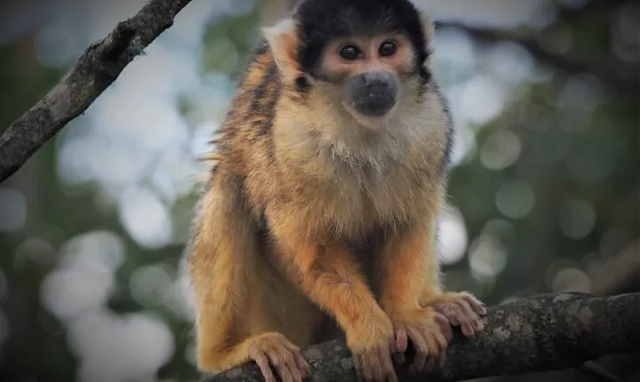 Trunk Feathers and Fur Day Tour