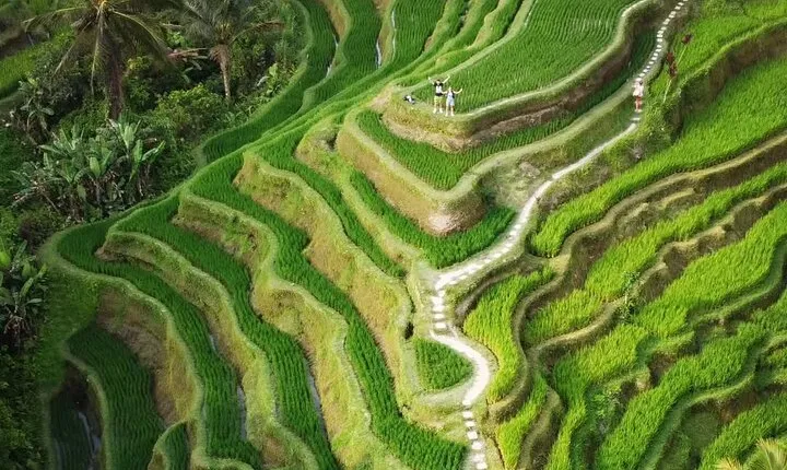 Ubud Tour: Monkey Forest, Rice Terrace, Waterfall, Water Temple