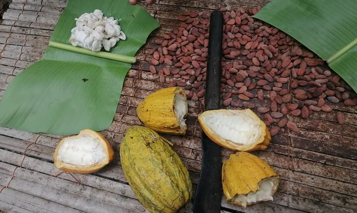 Aburi Botanical Gardens and Cocoa farm - Private Tour