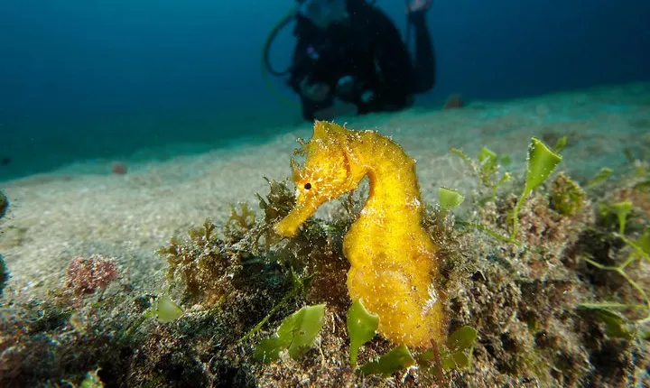 Make a private Try Dive, for your first Scuba experience!