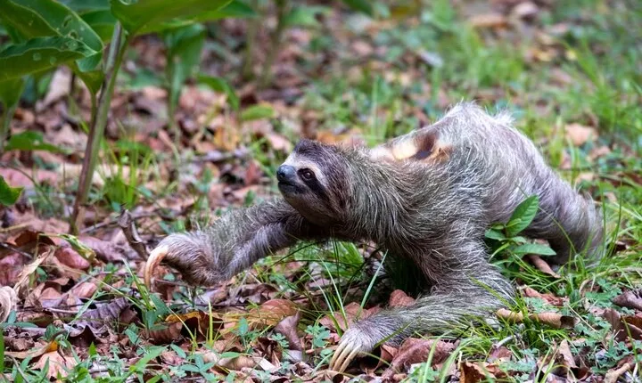 Sloths and Monkeys Roatan Island and Beach Break Private