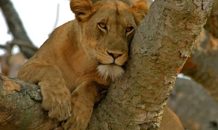 3 Day Safari Tour of Queen Elizabeth National Park in Uganda