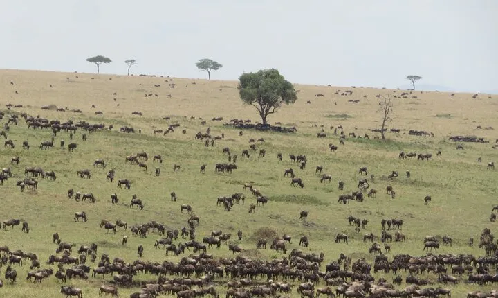 7 Day Migration Tanzania Private Guided Safari from Arusha