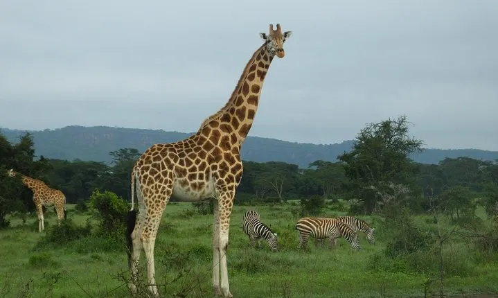 1 Night Amboseli National Park
