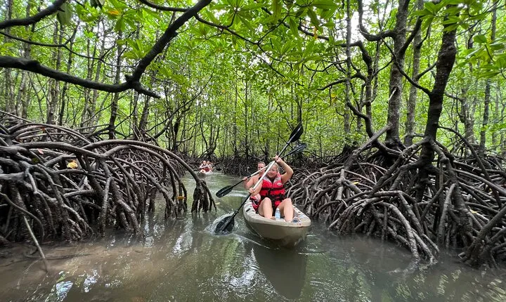 Half-Day Mangrove Kayaking in Langkawi