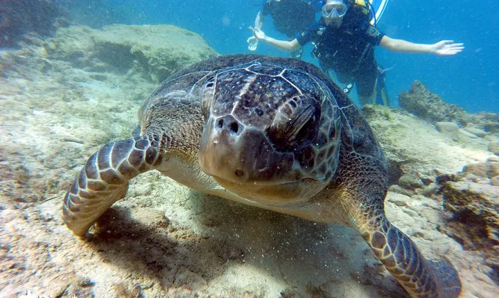 Discover Scuba diving