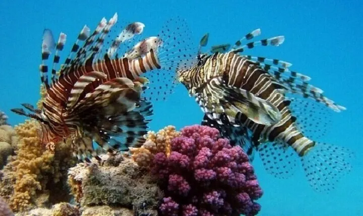 Coral Garden Full Day Snorkeling Trip with Lunch – Marsa Alam