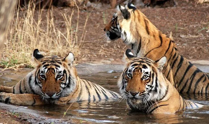 8-Day Private Golden Triangle Tour with a Ranthambore Wildlife Safari