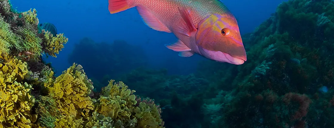 Lanzarote Reduced Mobility Scuba Lesson with Native Diving