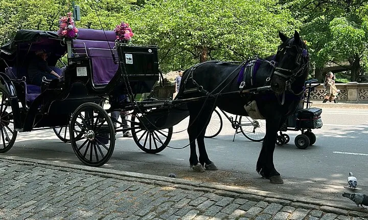 NYC Empire State Horses Carriage Ride in Central Park (45 Mins)