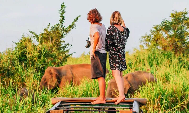 Ella to Mirissa Shuttle & Safari Drive