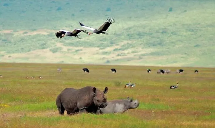 Ngorongoro Crater | Day Tour