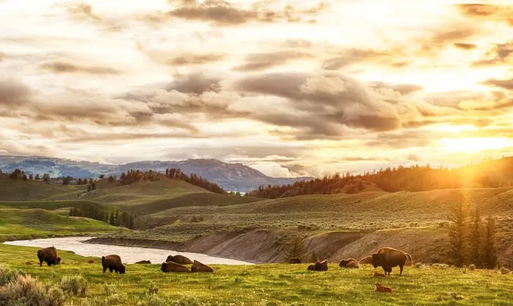 Yellowstone National Park Tour from Jackson Hole