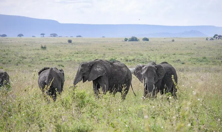 1 Day Flying Safari from Zanzibar to Selous Game Reserve