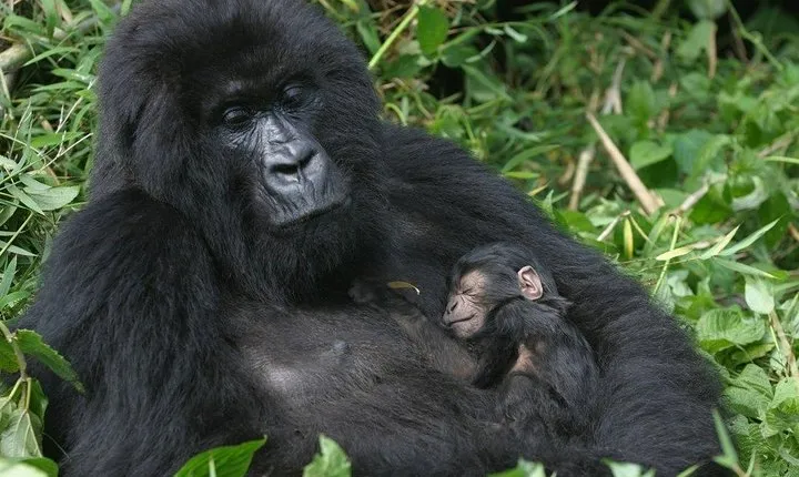 3 Day Rwanda Gorilla Safari - Mid-Range Safari