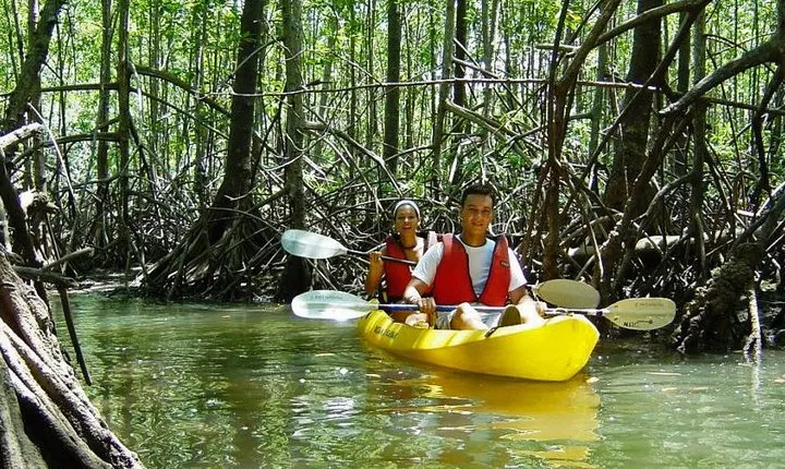 Damas Island Kayaking Tour From Manuel Antonio