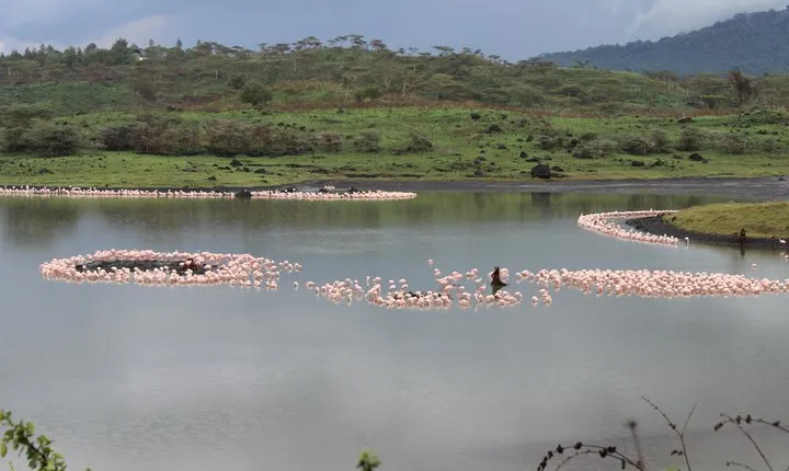Tanzania - Arusha NP - Private Guided 4x4 Safari - Game Drive & Walking