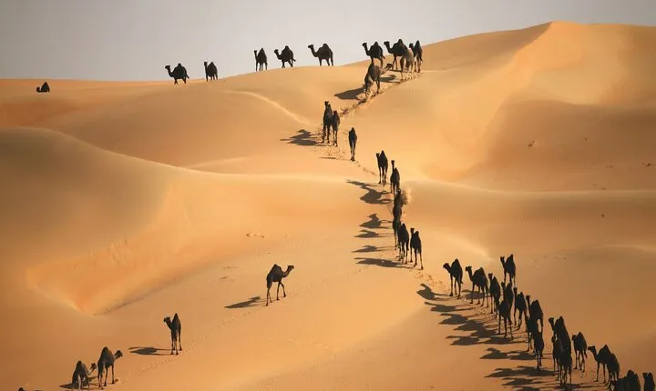 Full Day LIWA 4x4 Safari With Lunch Included From Abu Dhabi