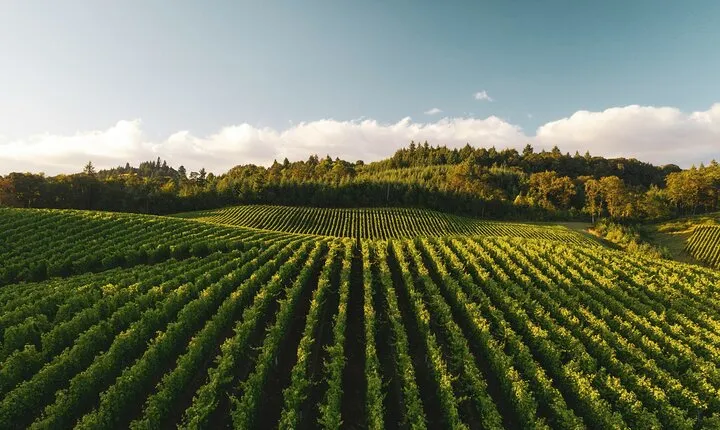 Private Chianti Classico Wine Tour 8 hours from Florence