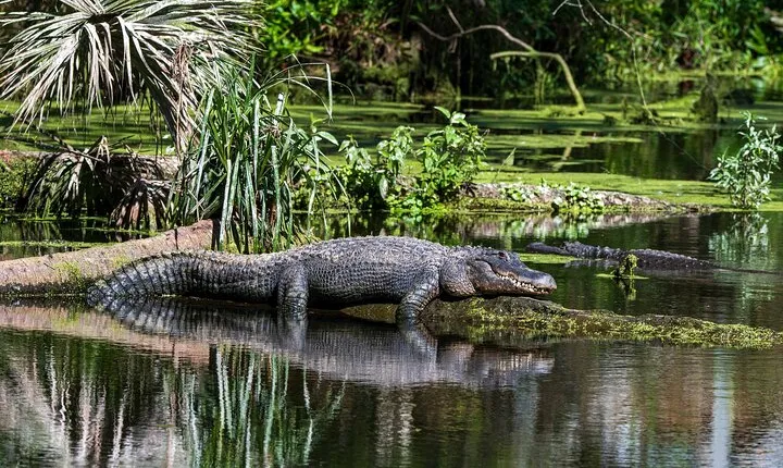 Private Everglades Eco Adventure: Airboats, Gators & Wild Florida