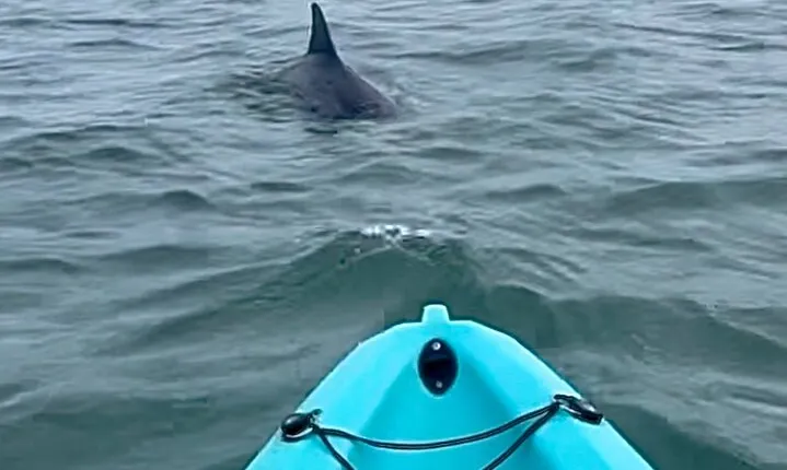 Dolphin Kayak Tour in Virginia Beach Must know how to swim