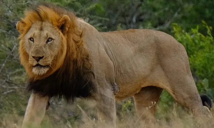 Hluhluwe Imfolozi Park Day Safari